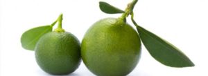 Limes-yum-572x210